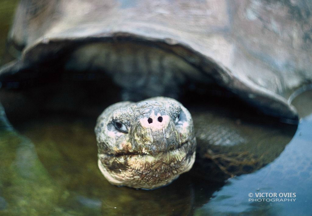 Galapago